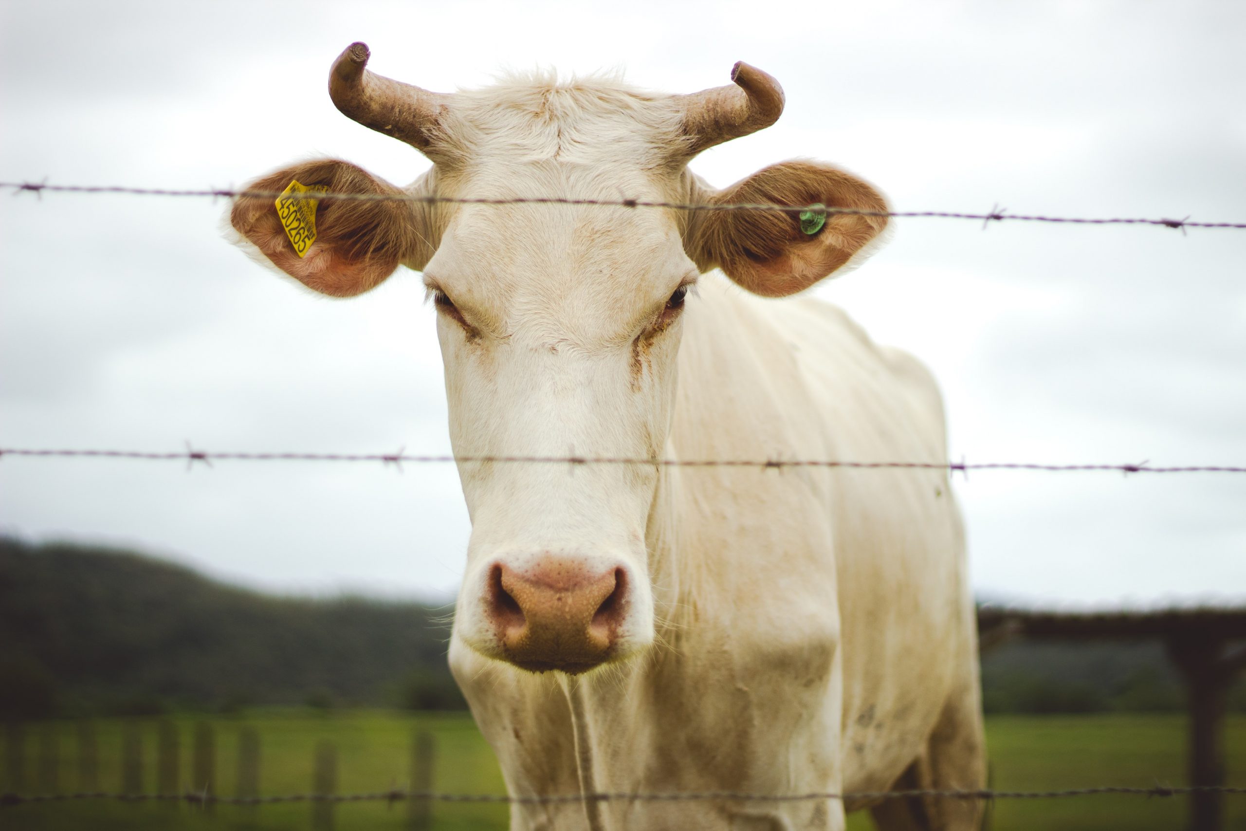 ¿Dejamos de comer carne? Es más urgente para el planeta solucionar el calor industrial
