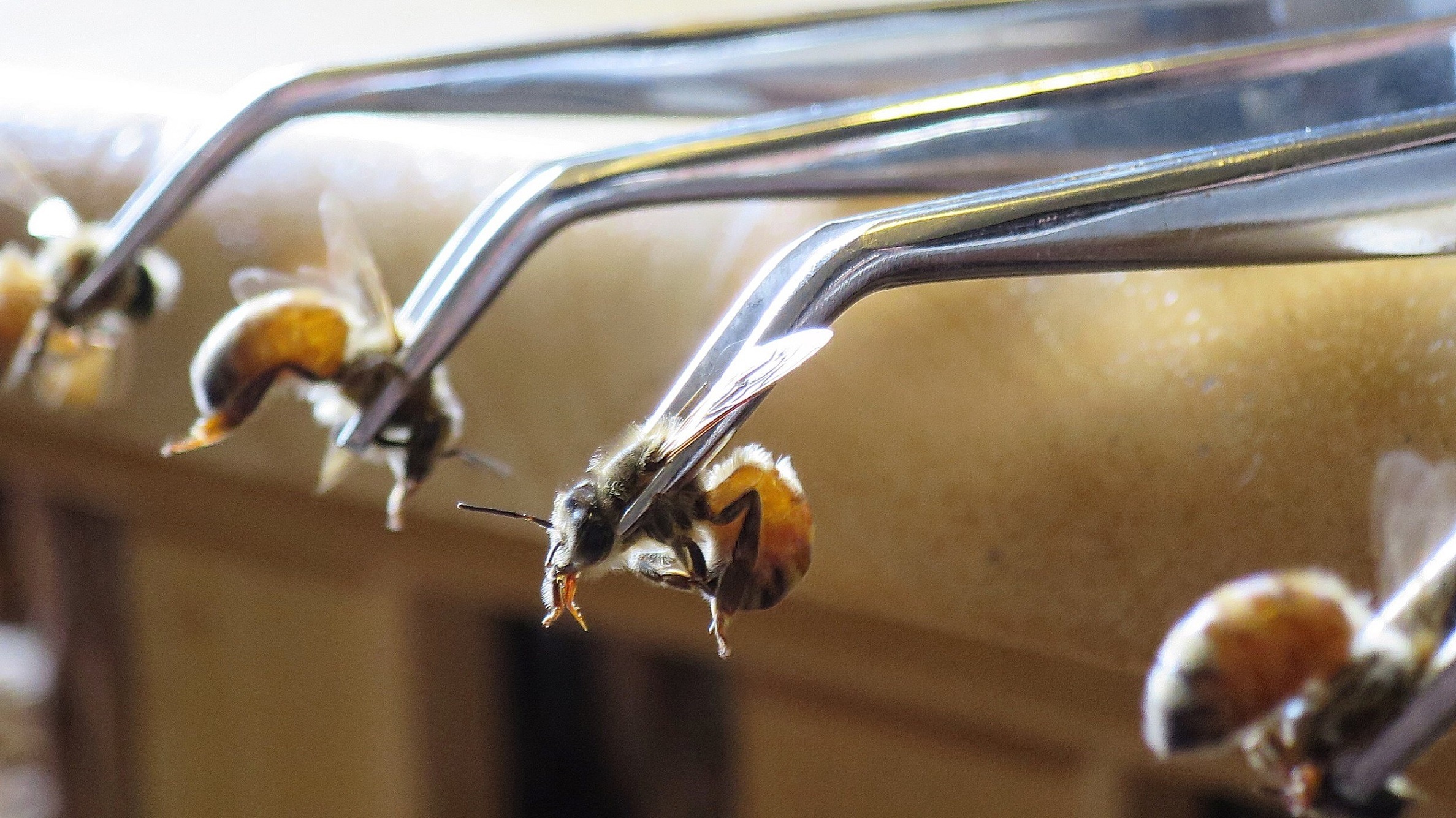 Cultivo en tiempo real y de precisión para una agricultura 4.0 ‘verde’