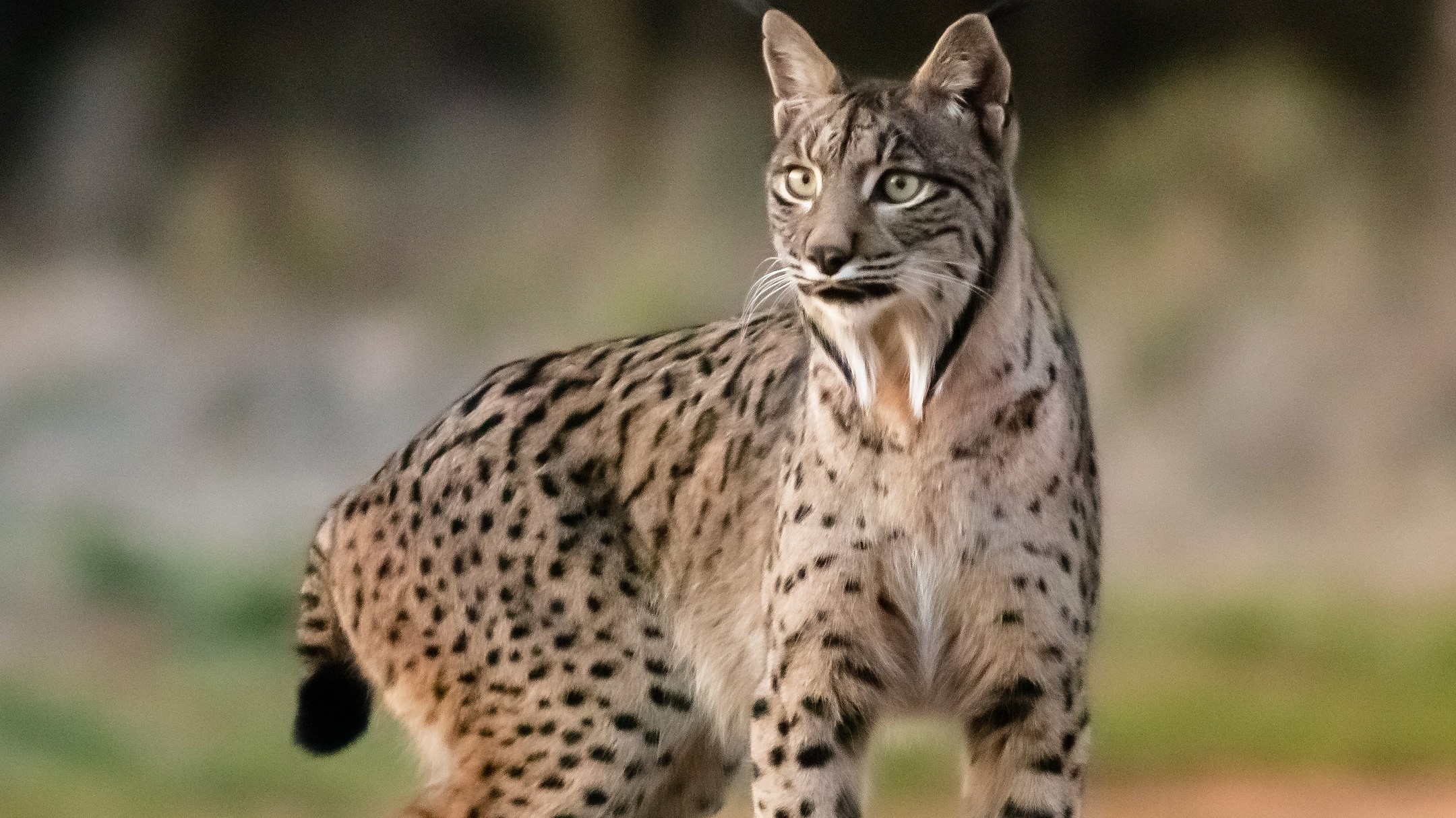 La economía del Lince