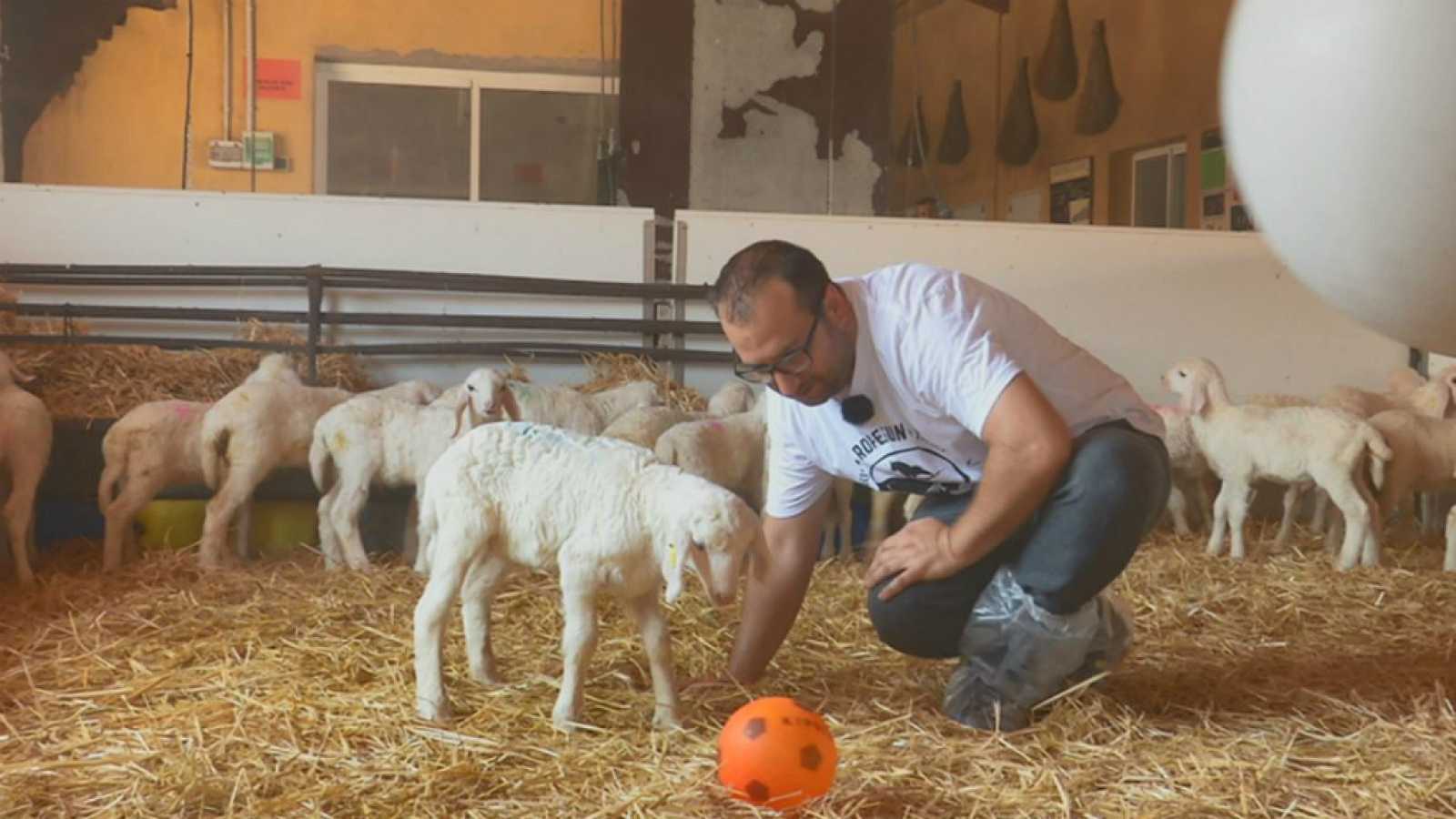 La visión de tres industrias agroalimentarias: personalización y automatización de procesos van ya de la mano
