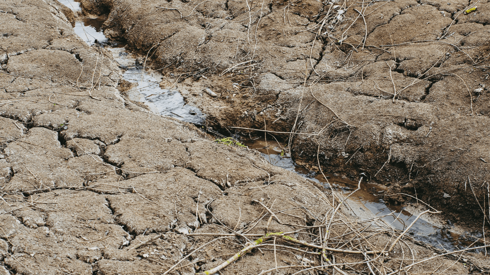 Así consiguió California que el 70% de la población consumiera un 20% menos agua durante su gran sequía