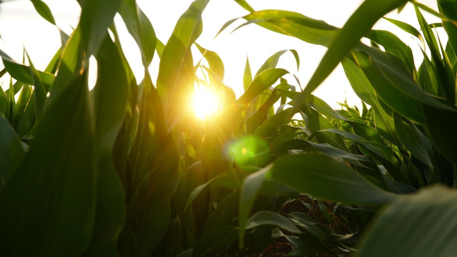 Integra, Kabel e Innovae, innovación para impulsar la eficiencia en empresas agroalimentarias y la automatización industrial