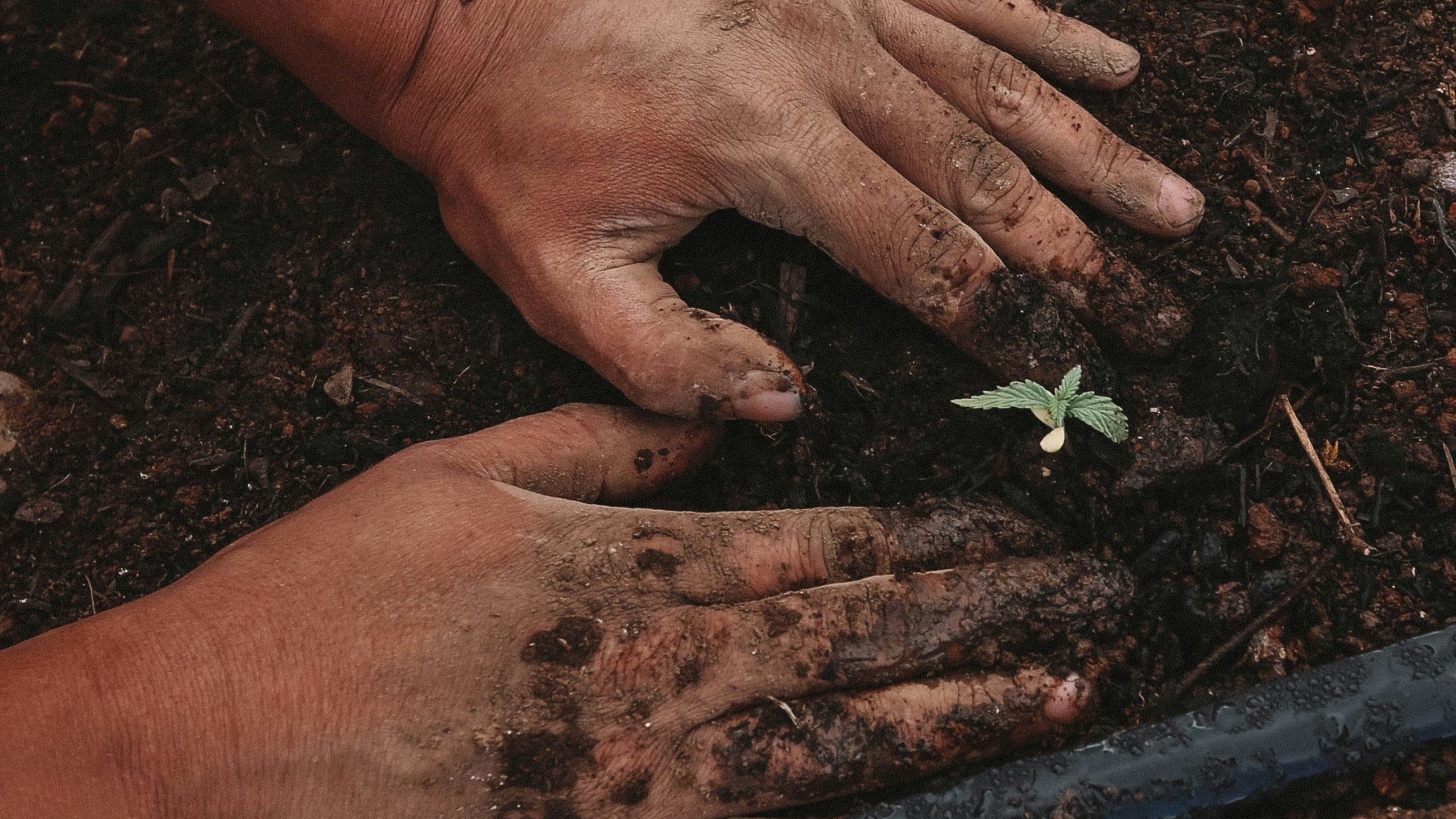 Sólo bioingeniería y robótica se salvan del desplome del 50% en inversión en agrotech en un año