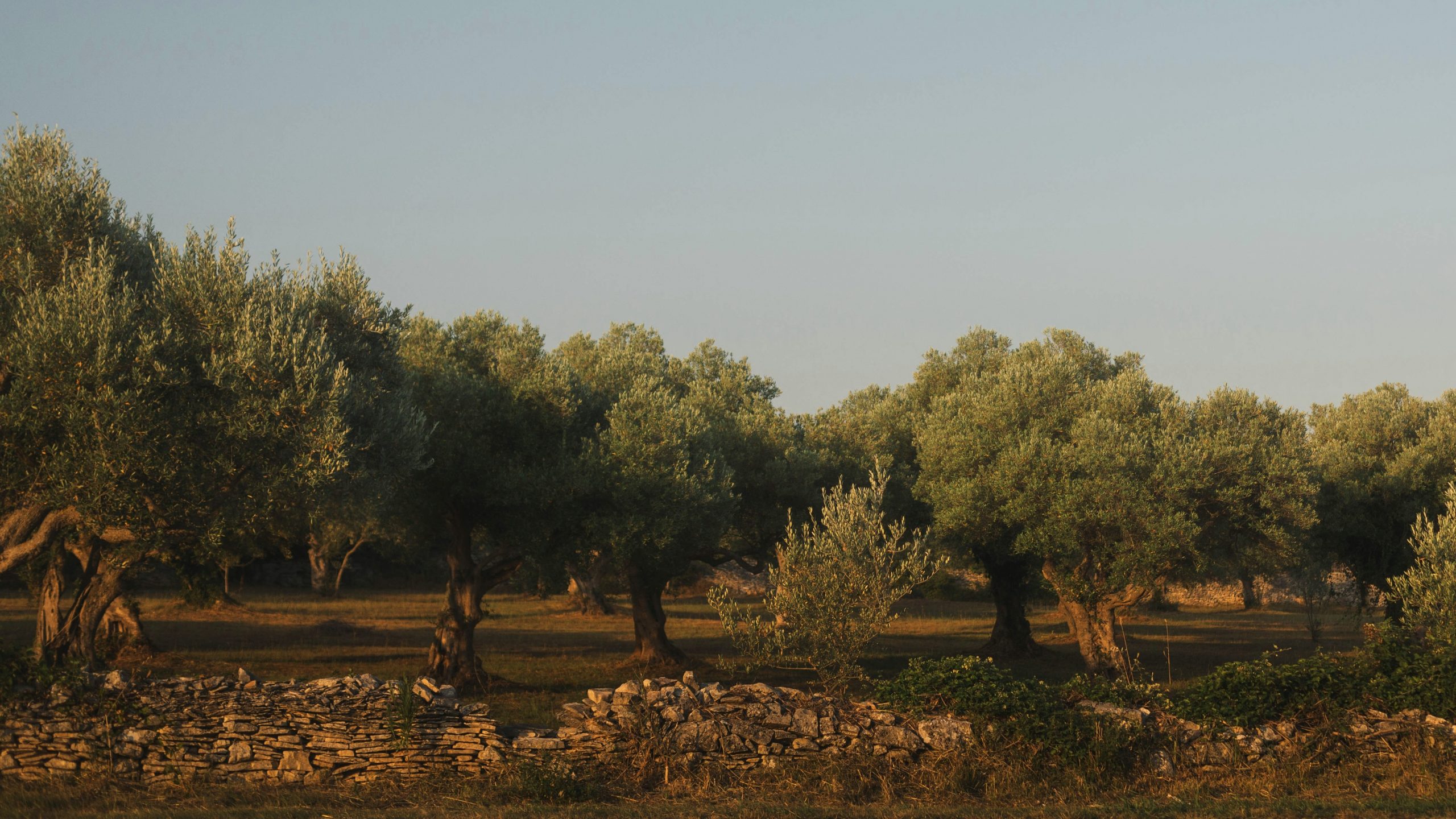 El precio de aceite de oliva cae un 61% y el cereal de la UE repunta hasta 285 millones de toneladas durante el verano